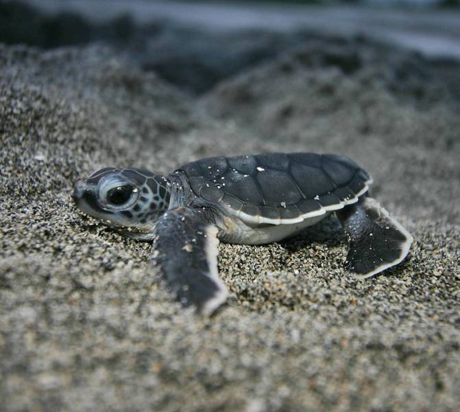 Wallpaper Sea Turtles Desktop Hawaiian Green Quoteko