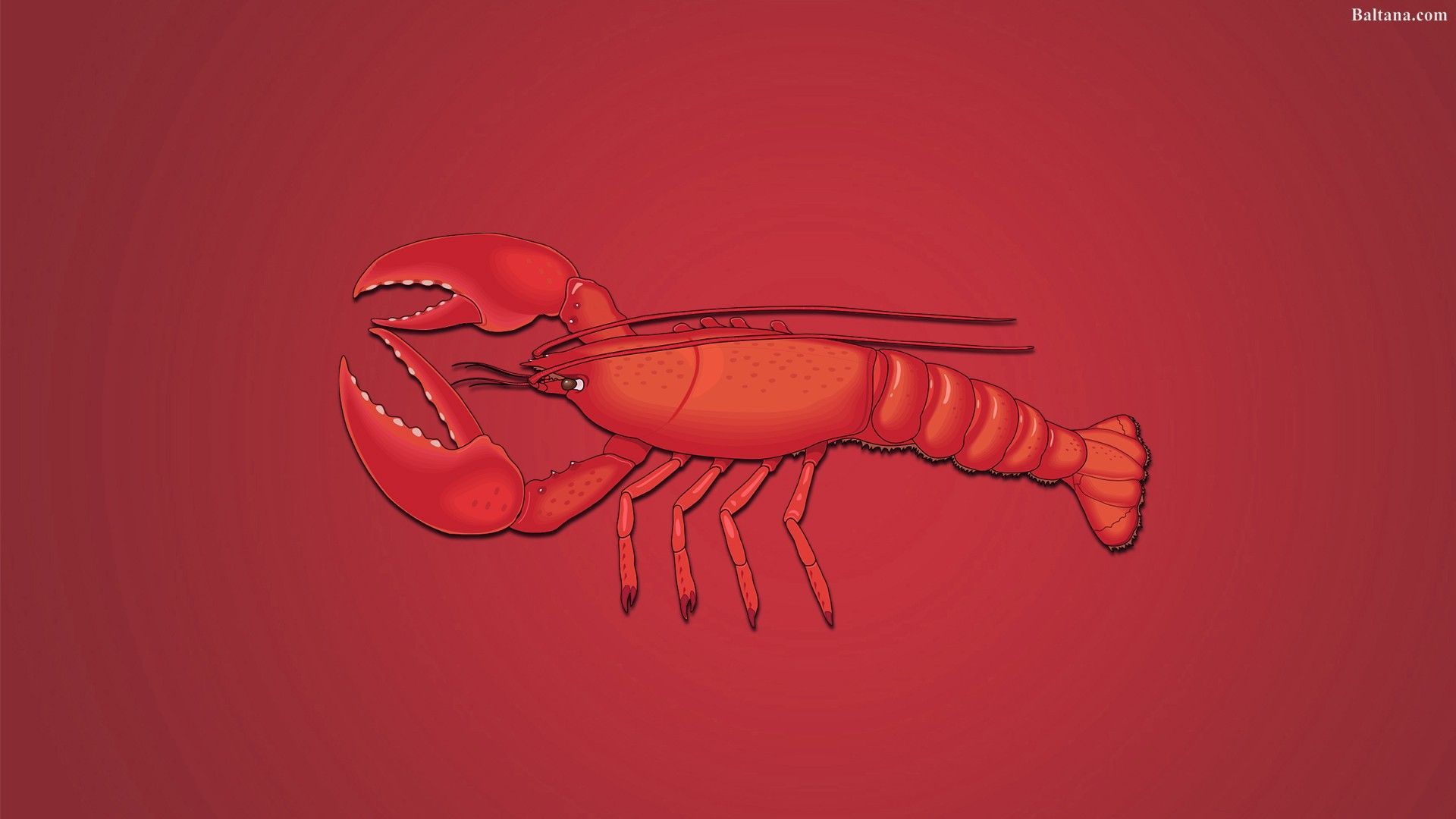 Lobster Wallpaper Top