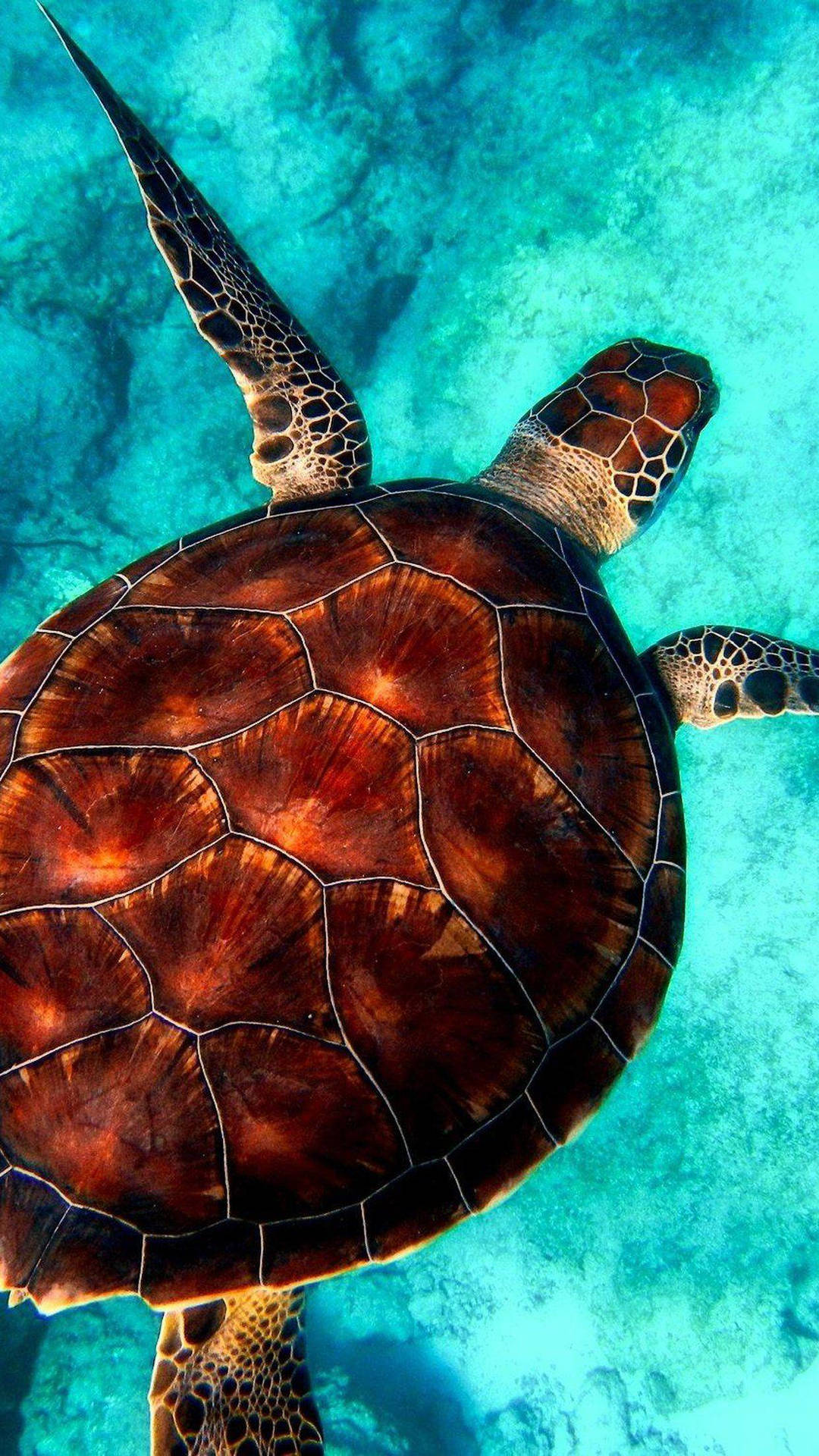Sea Turtle iPhone Wallpaper