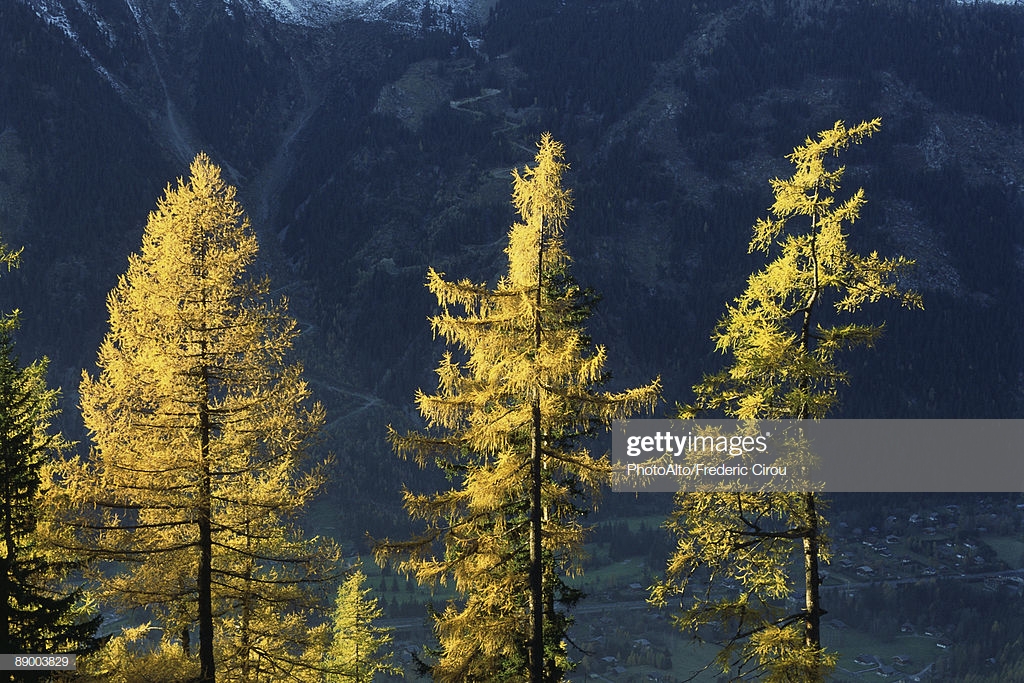 Sunlit Trees With Mountain And Valley In Background Stock Photo