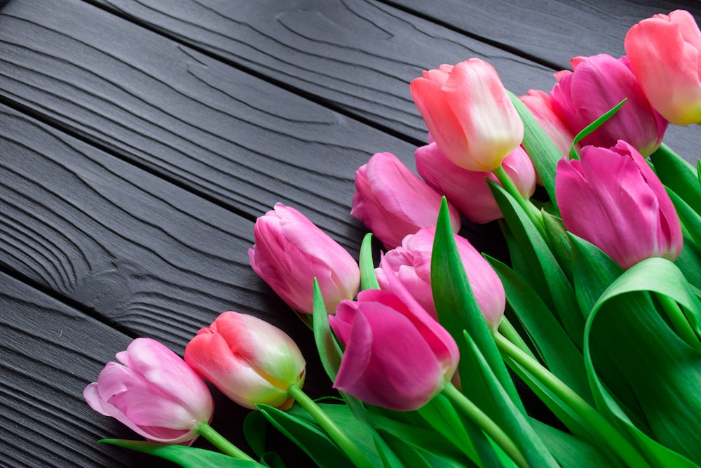 Best Tulip Pictures HD Image