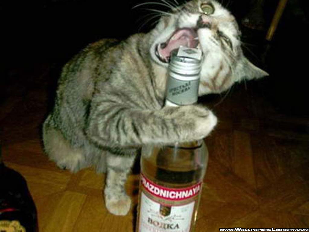 A funny image of a cat biting a bottle of vodka
