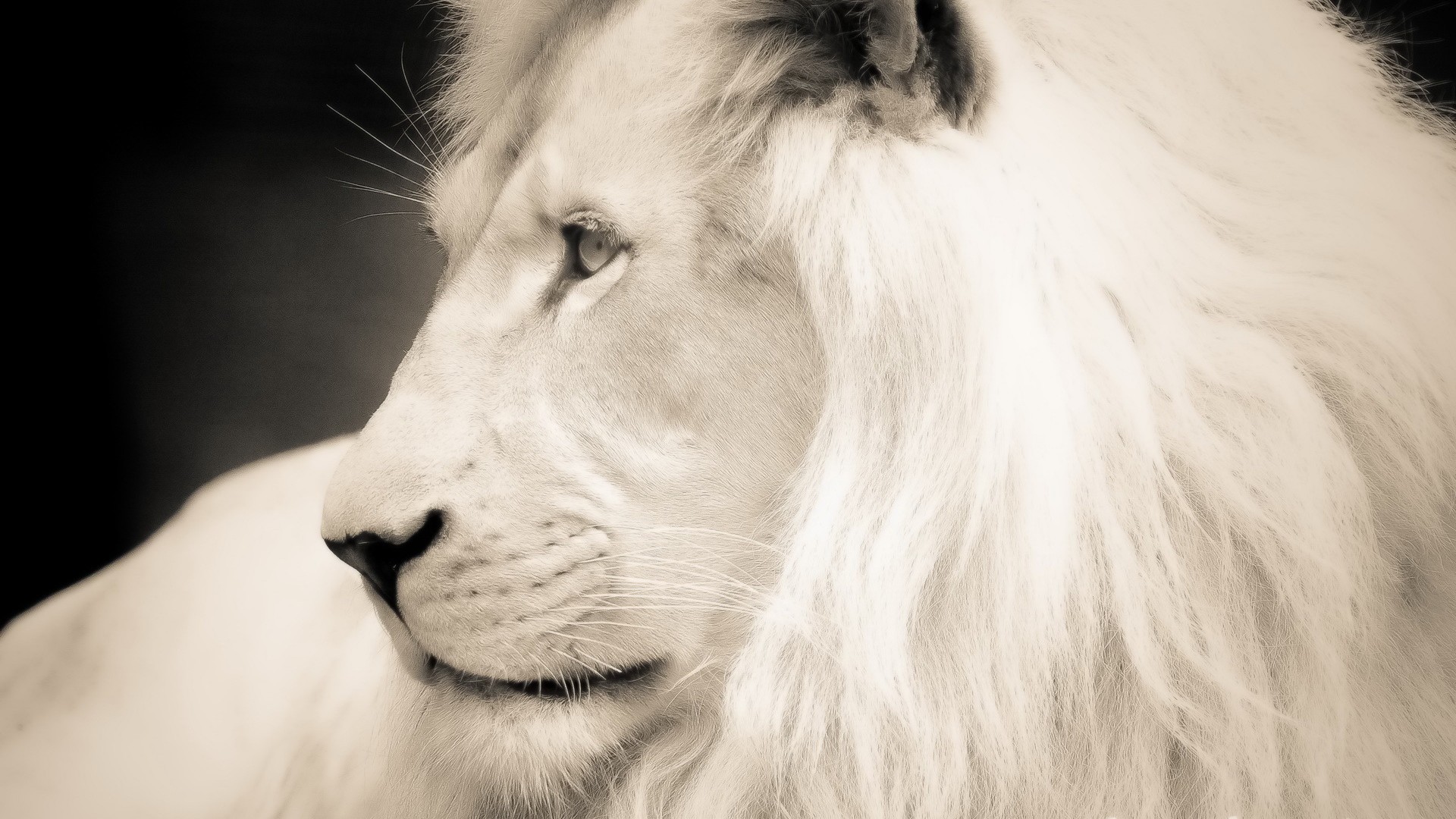 Wallpaper White Lion Profile Mane