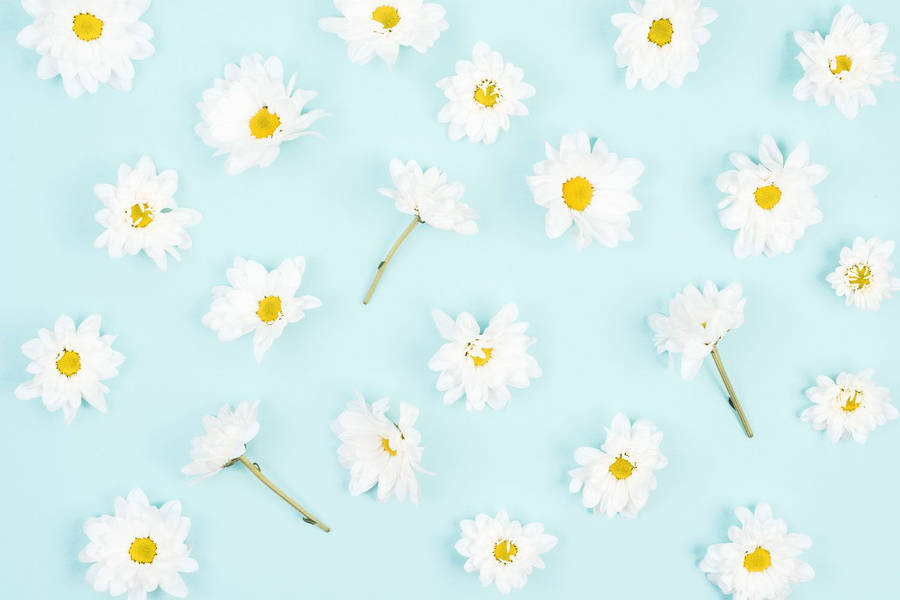 Daisy Aesthetic Wallpaper