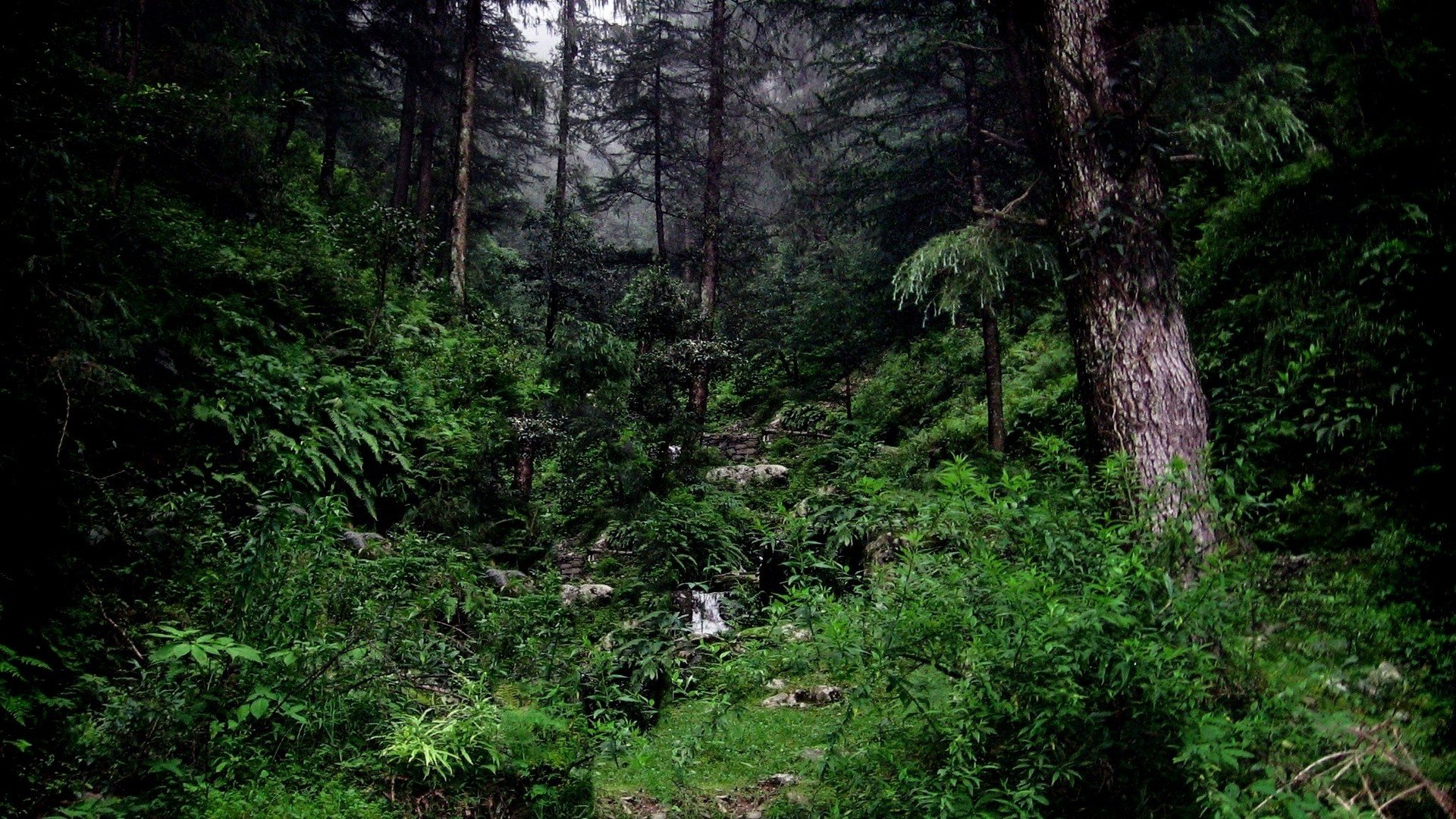 Dark Nature HD Wallpaper