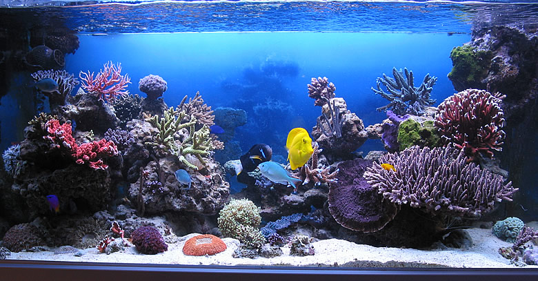 Own Website For Rmation On This Beautiful Zeovit Reef