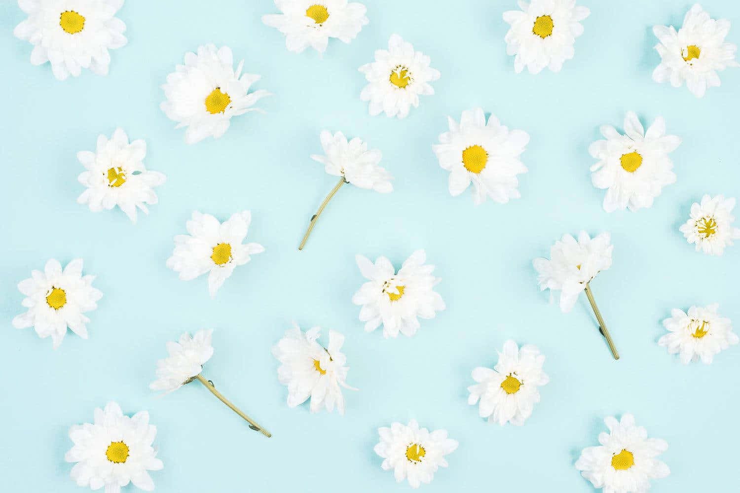 Daisy Aesthetic Computer Wallpaper Kostenlos En