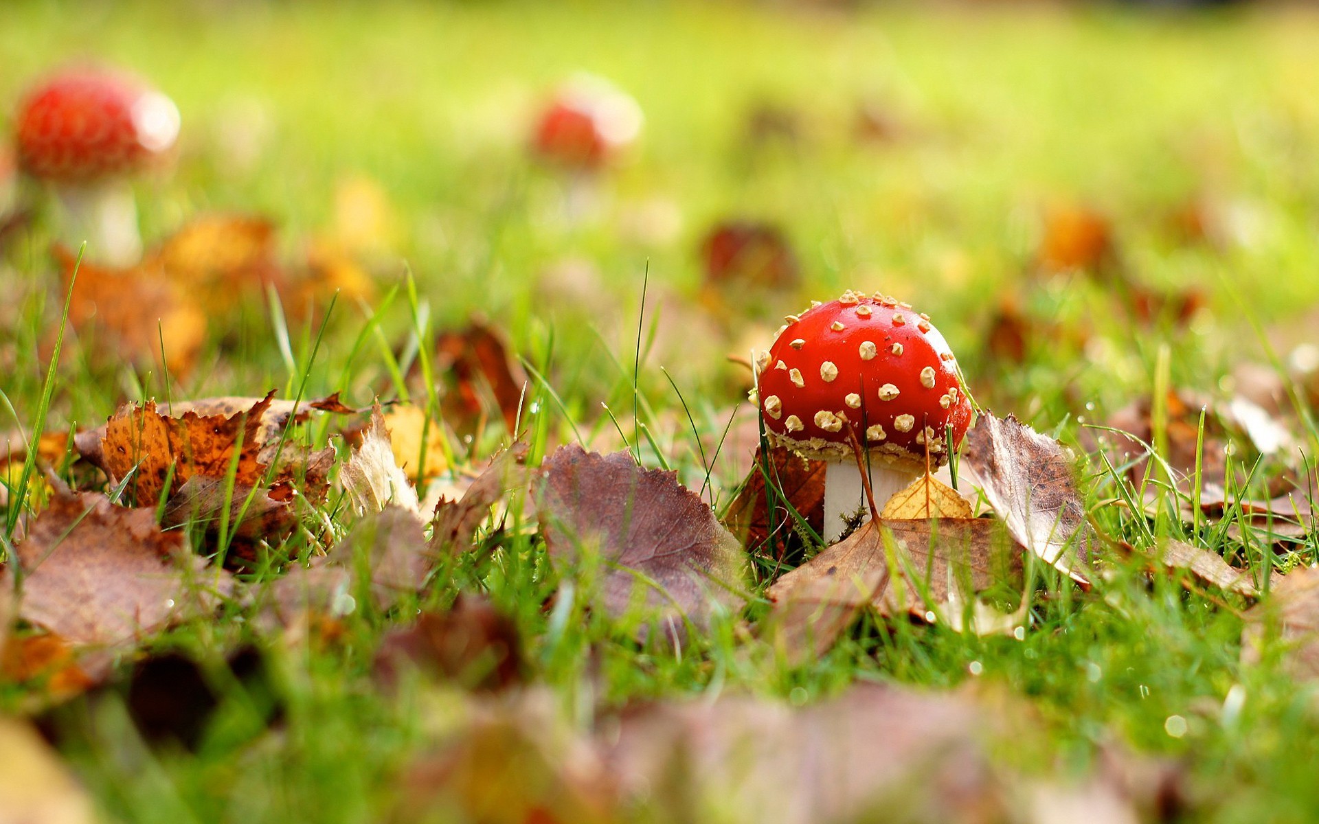 Download Poisonous Mushrooms wallpaper in Nature wallpapers with all
