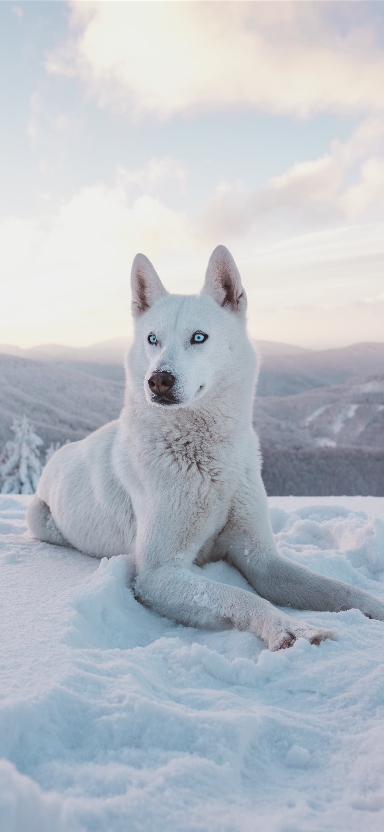 Best Dog iPhone HD Wallpaper