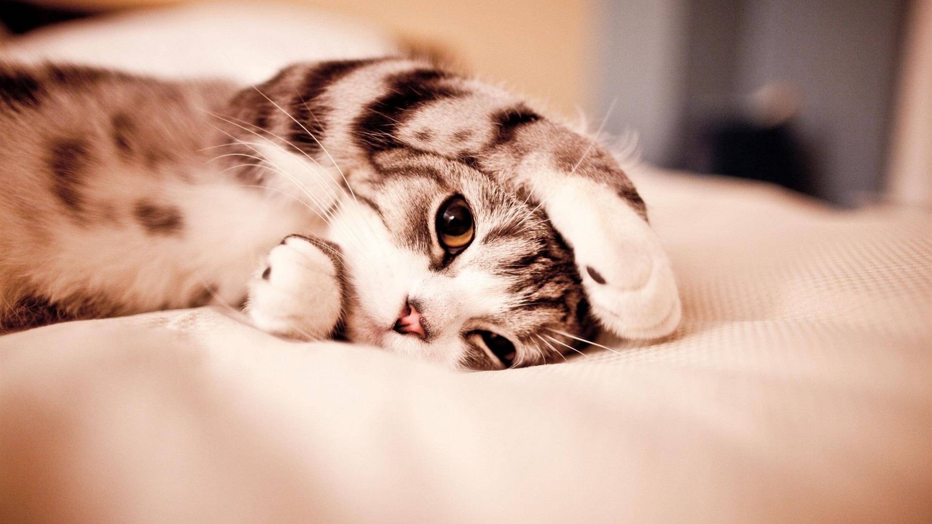 Adorable tabby kitten relaxing on a soft blanket