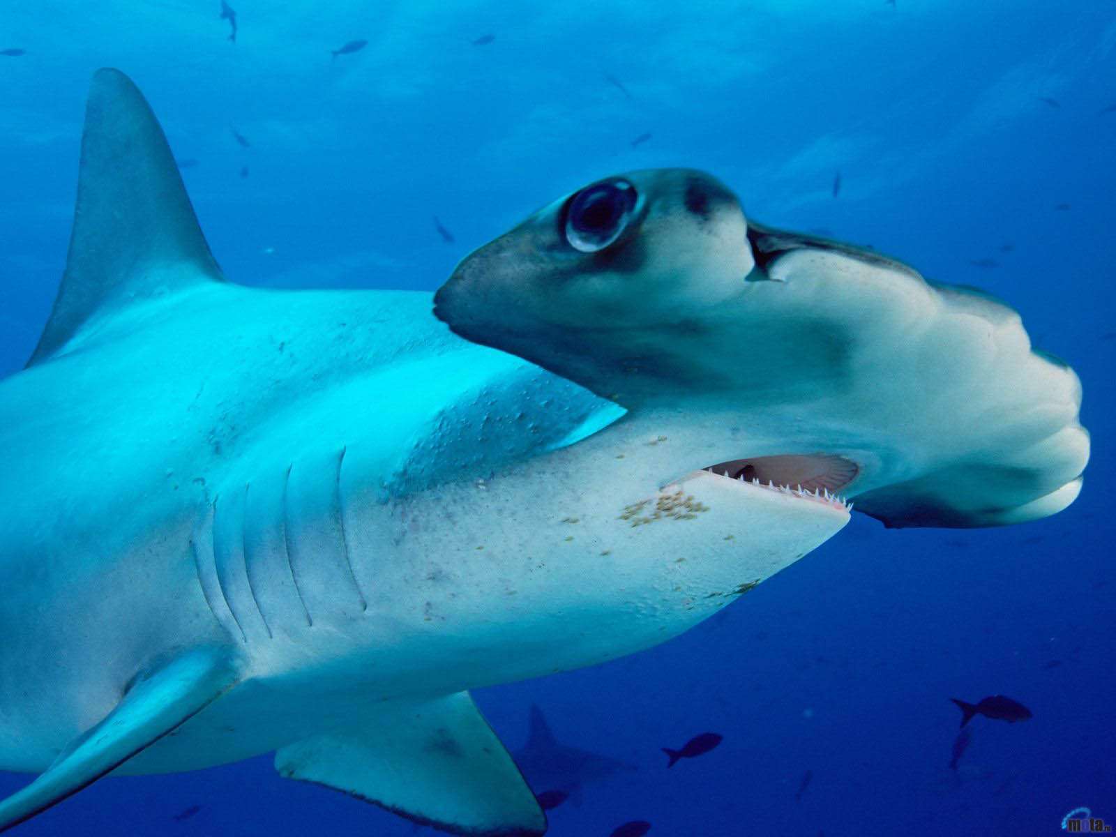 Ocean Life Wallpaper Hammerhead Shark Eye