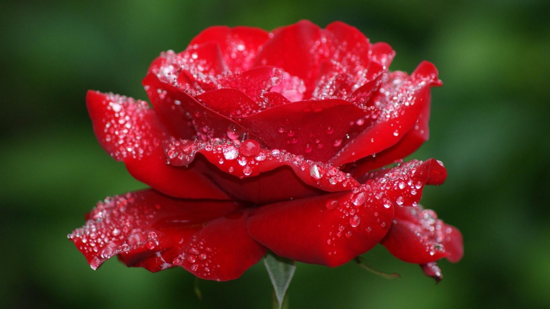 For Desktop Full Size Dwonload Beautiful Rose Flowers Wallpaper