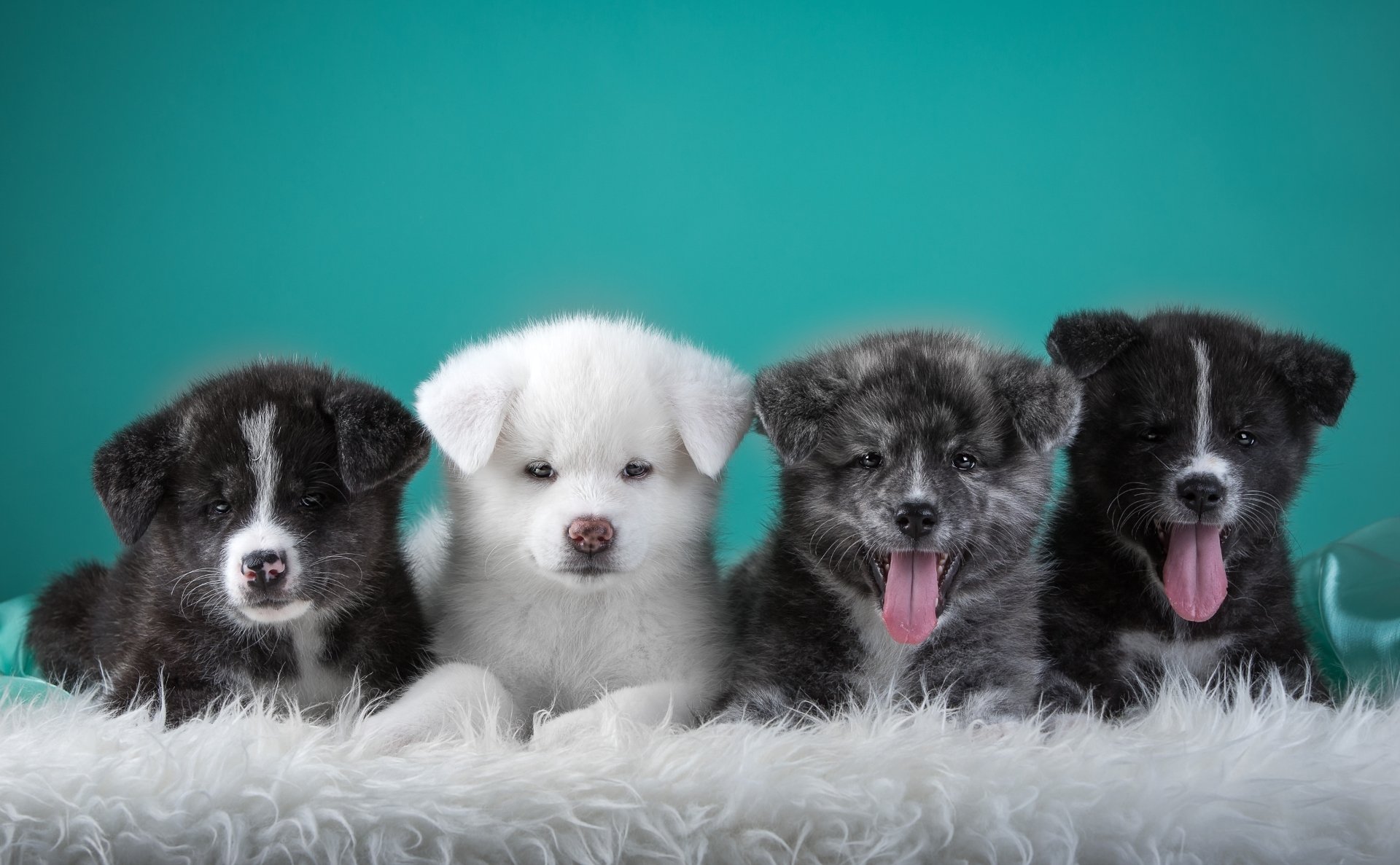 Four Adorable Akita Puppies on a Fluffy White Rug