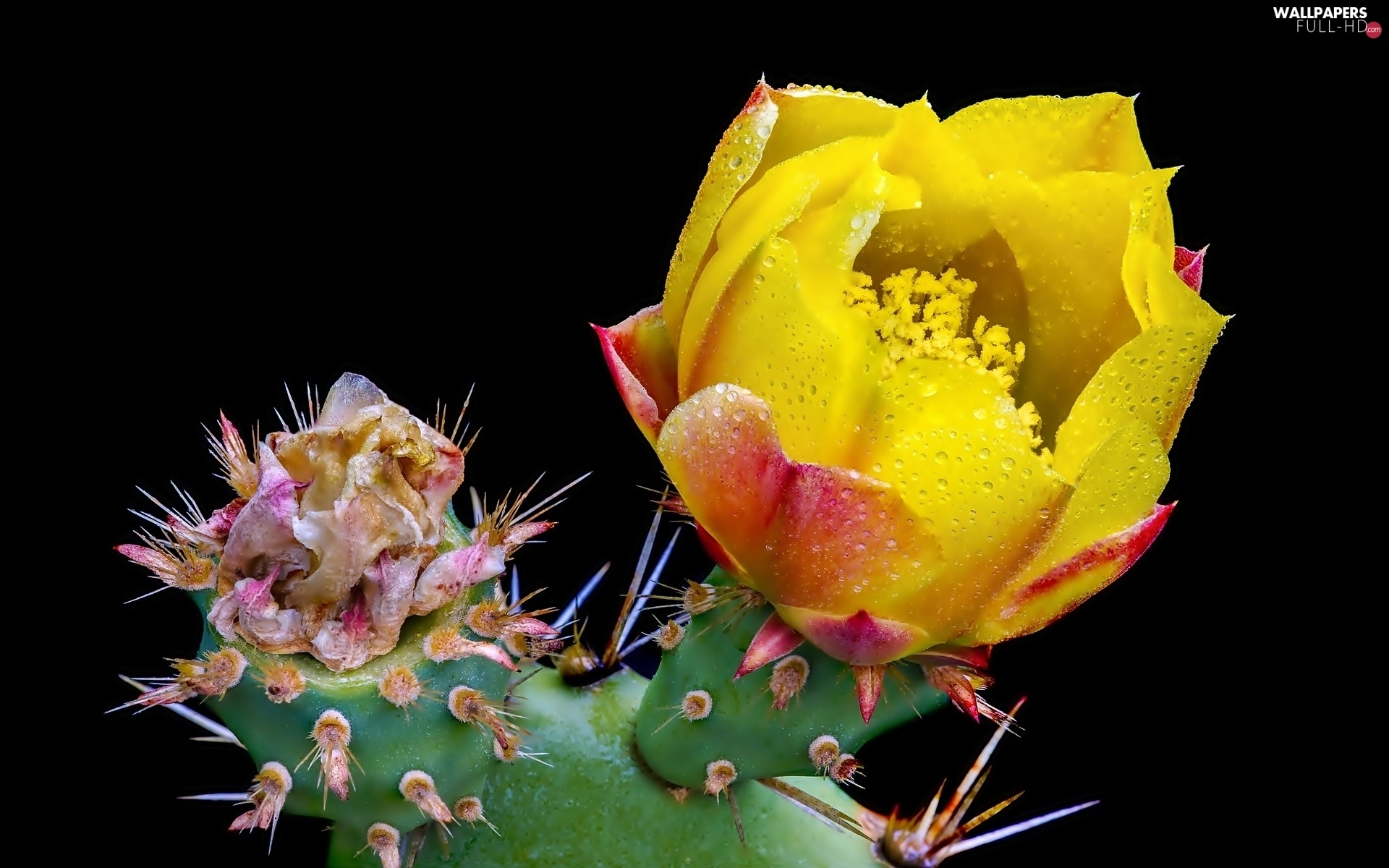 Cactus Drops Flower Full HD Wallpaper