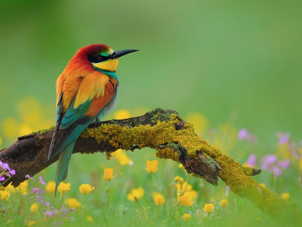 Bird Animals Wallpaper