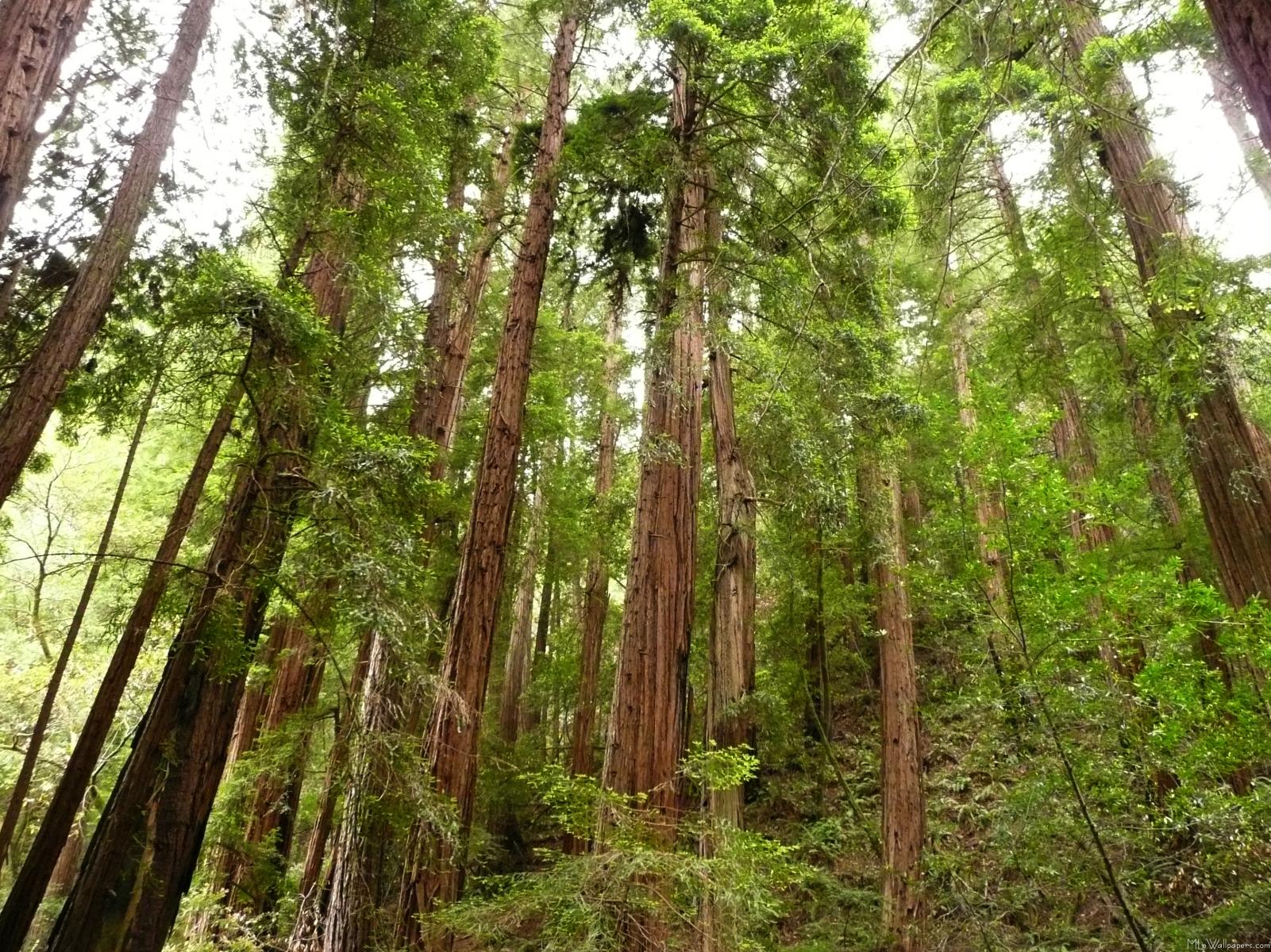Giant Redwood Trees Wallpaper The Are