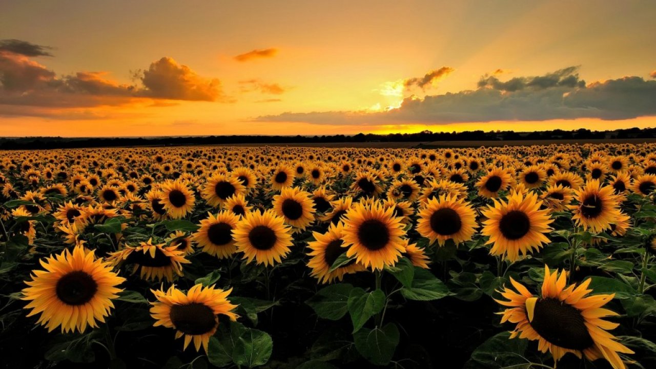 Beautiful Sunflower Field Desktop Background HD Wallpaper