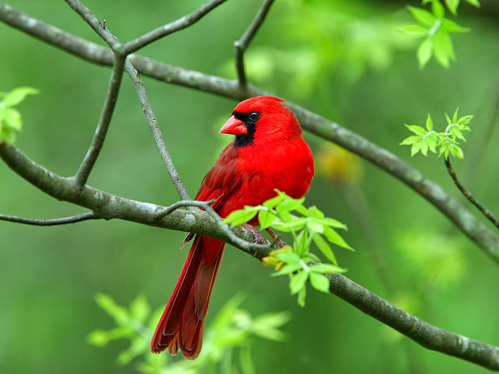 A vibrant red Northern Cardinal perched on a branch against a lush green background