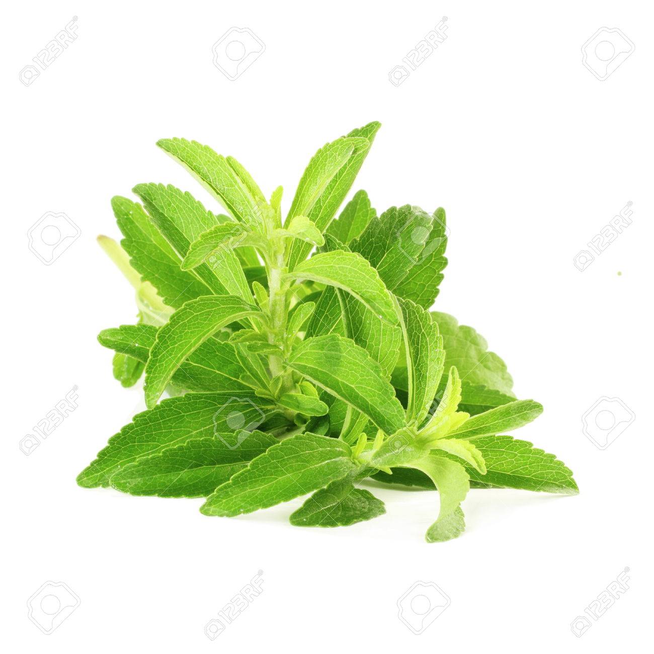 free-download-stevia-sugar-substitute-herbs-in-pure-white-background-stock-photo-1300x1300-for