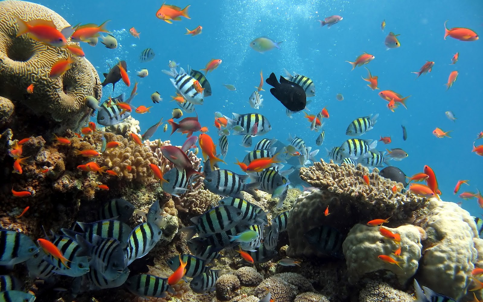 Desktop HD Wallpaper With Ocean Life Coral Reefs And Fish In All