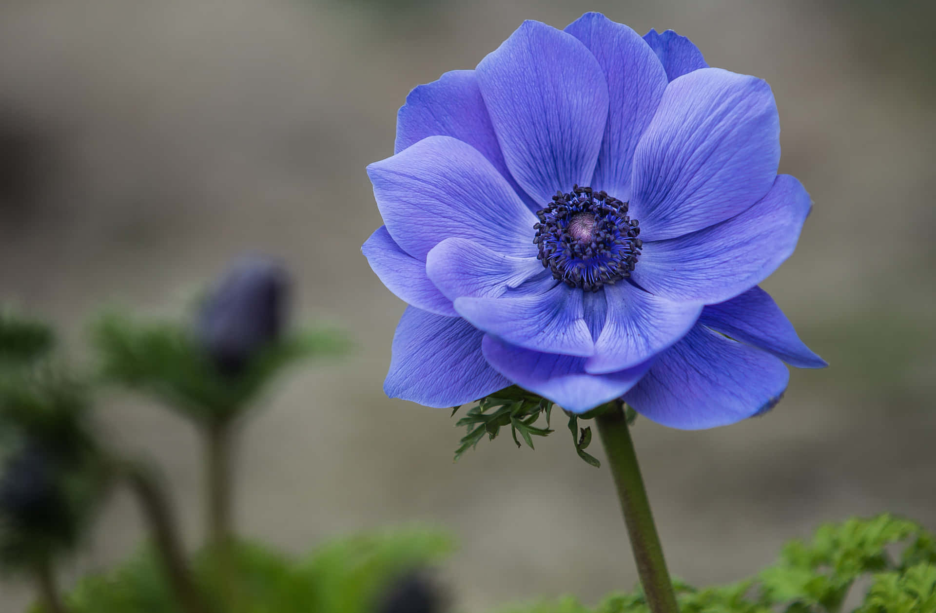 A Beautiful Pink Anemone Flower Wallpaper