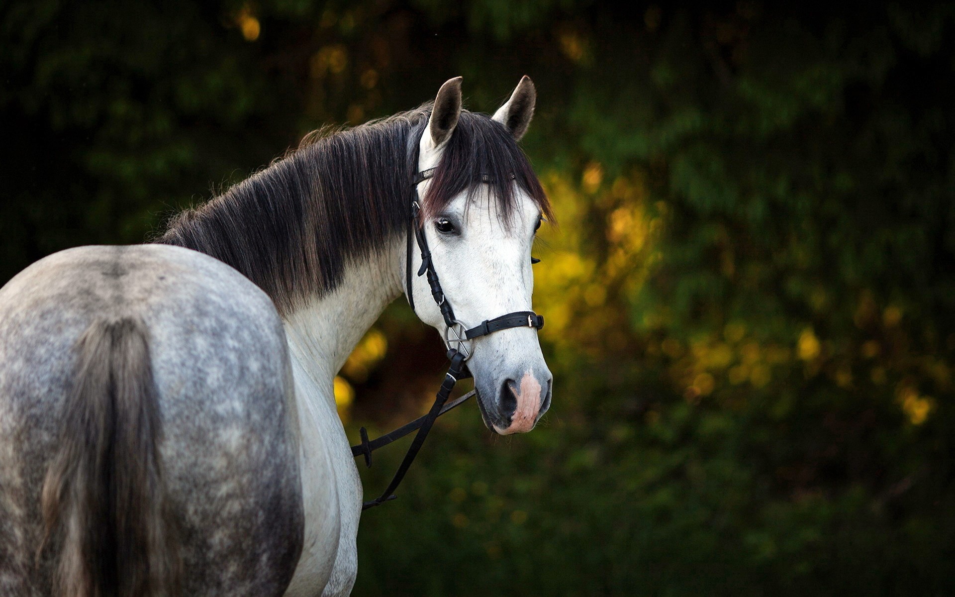 A beautiful dapple-grey horse with a black mane and bridle stands majestically against a blurred backdrop of green foliage, possibly in a forest or wooded area