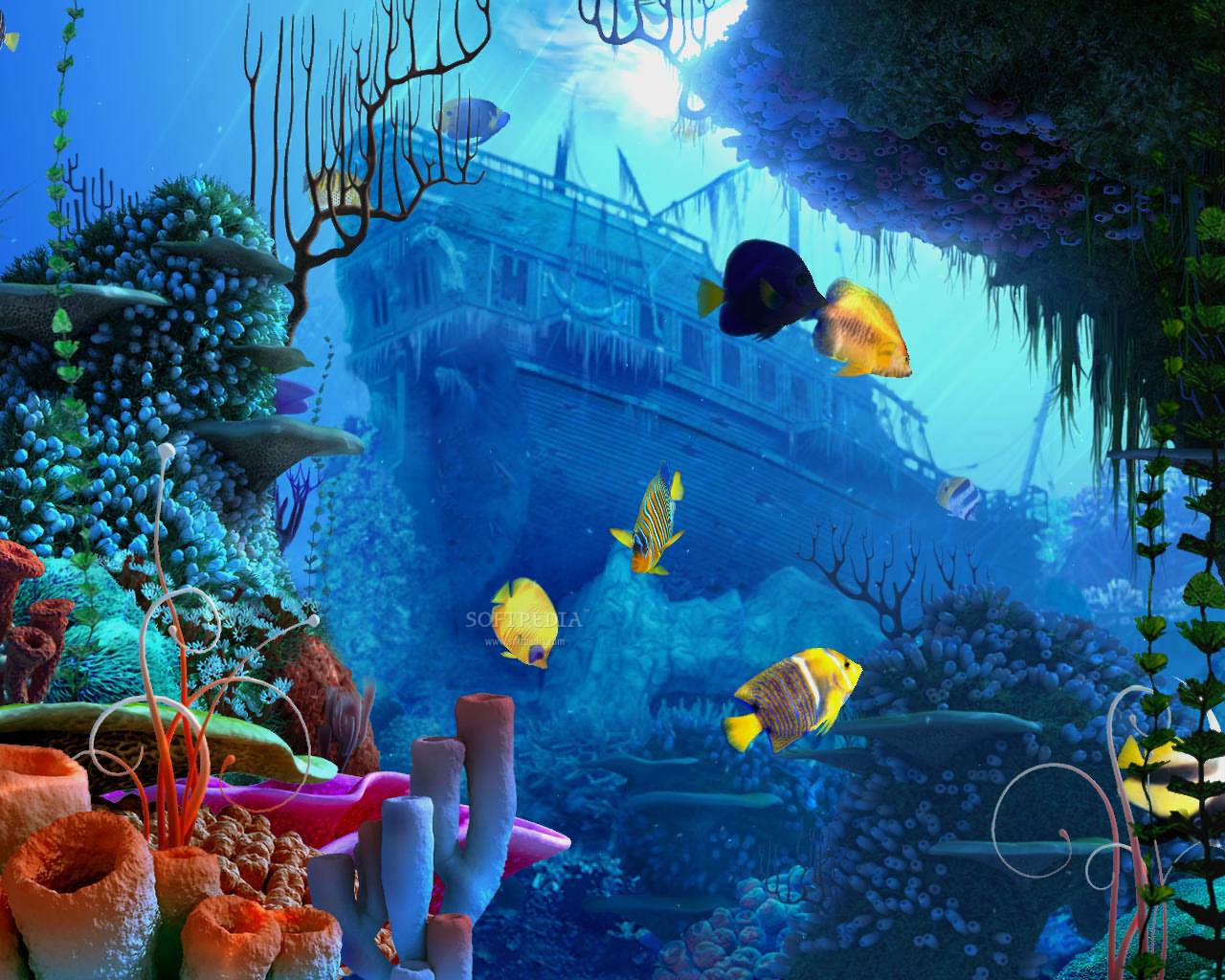 coral reef background