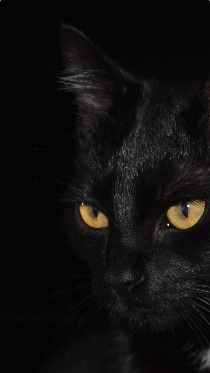 iPhone Pretty Black Cats Wallpaper Cat Pictures Cute