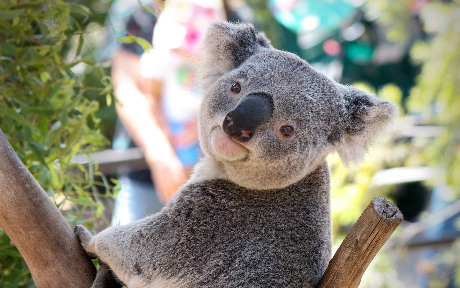 Male Koala Bears Have Penises While Females