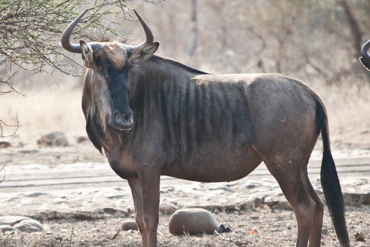 A majestic wildebeest stands alert in its natural habitat, showcasing its distinctive stripes and powerful build