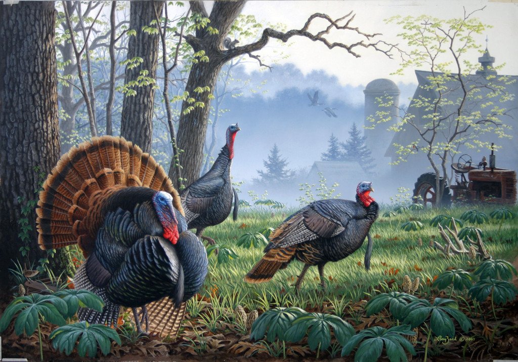Wild Turkey Wallpaper Morning Trio