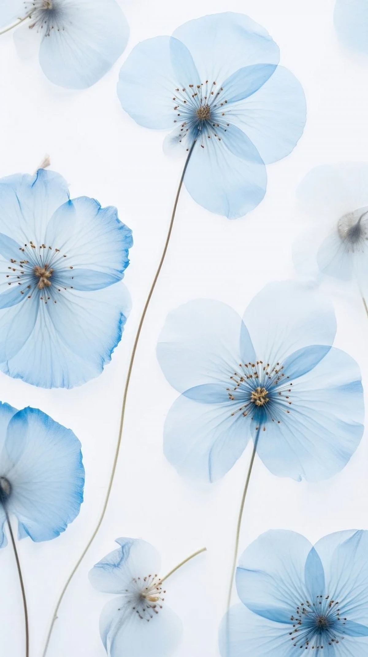 Blue Wallpaper Flowers