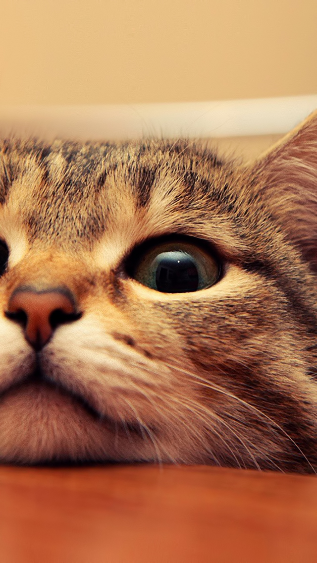 Cute Cat Face iPhone Wallpaper
