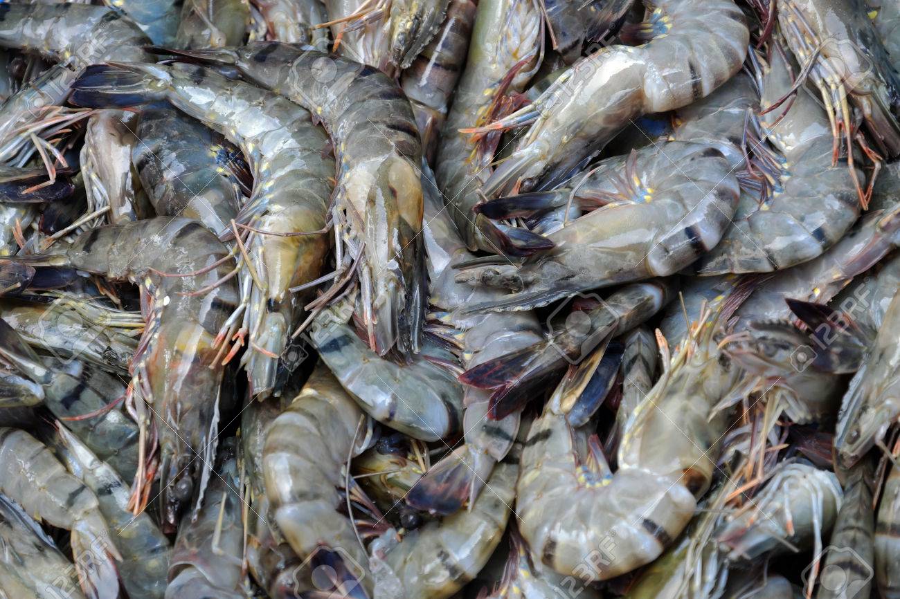 Seafood Background Group Of Fresh Shrimp To Process This Food