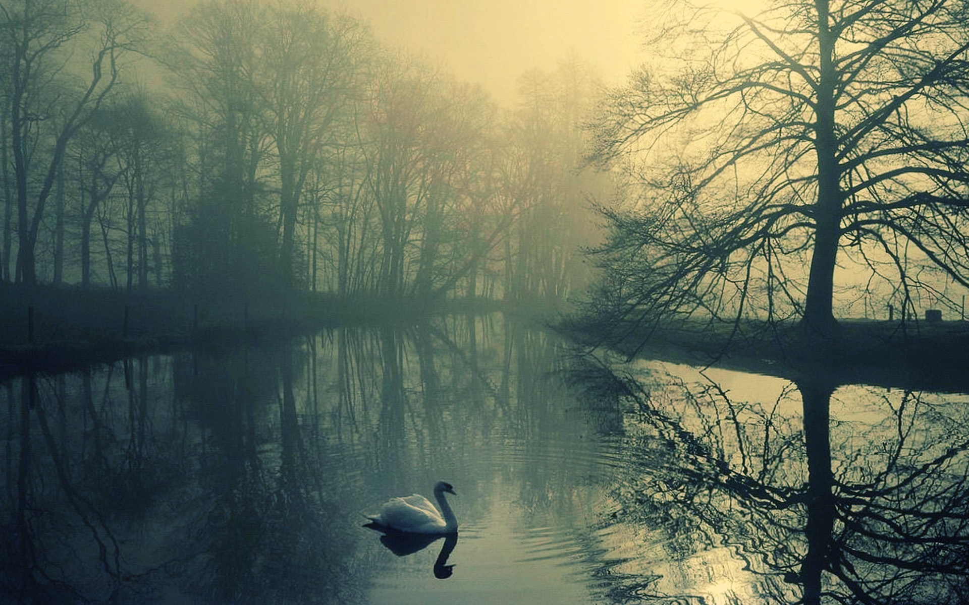 The White Swan Loneliness HD Wallpaper Widescreen