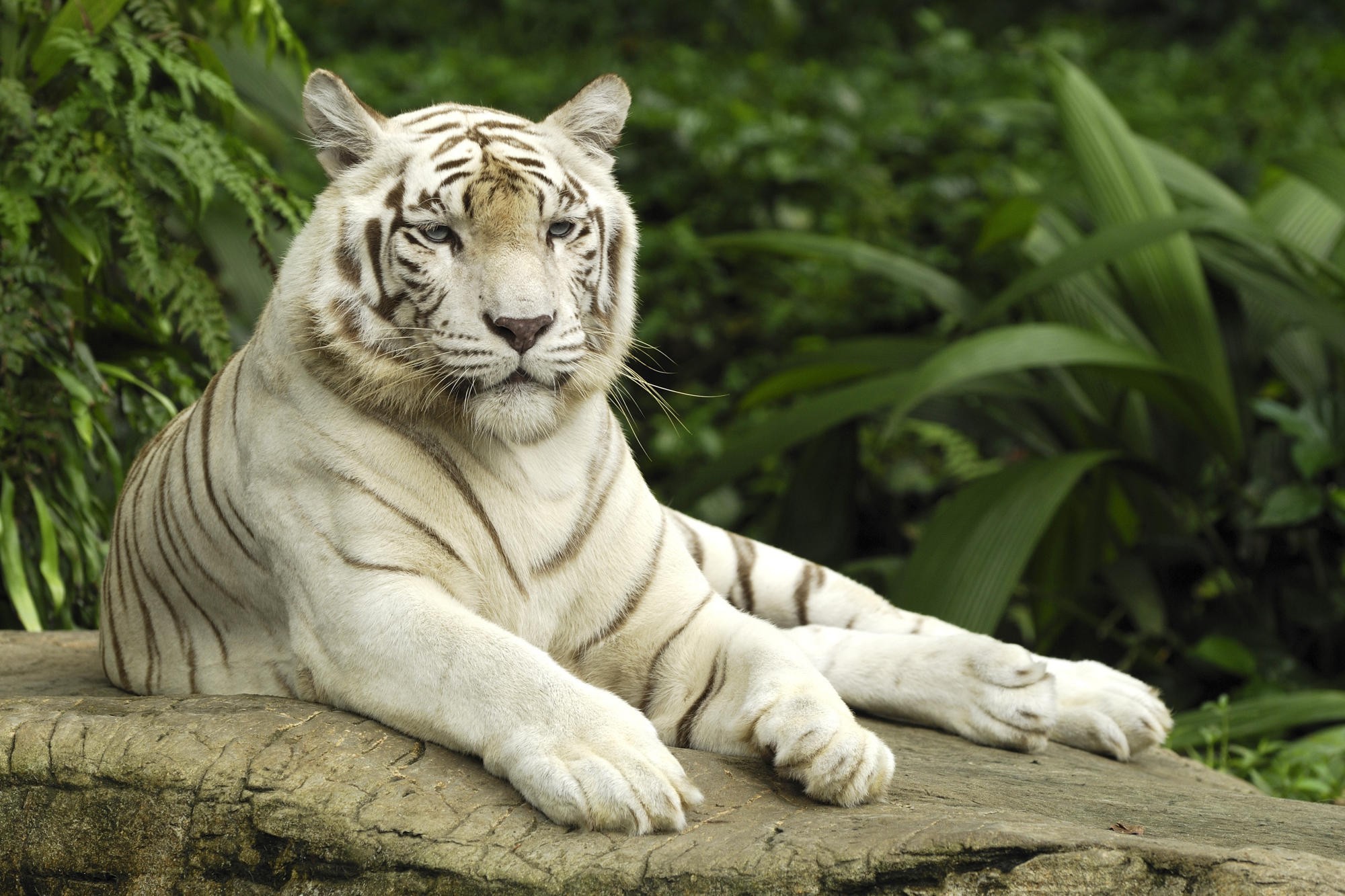 White Tiger HD Background