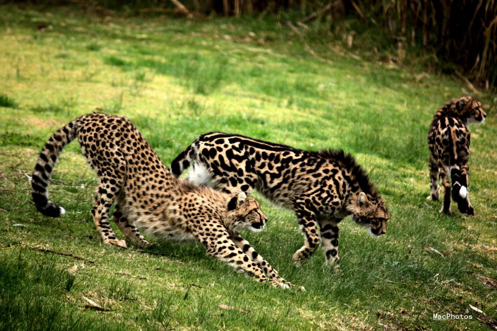 King Cheetah Taronga Western Plains Zoo