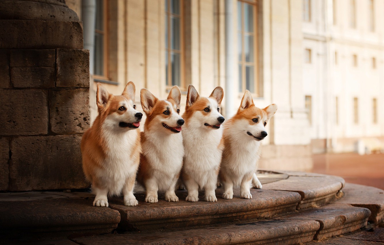 Wallpaper Animals Dogs The Building Quartet Corgi Image For