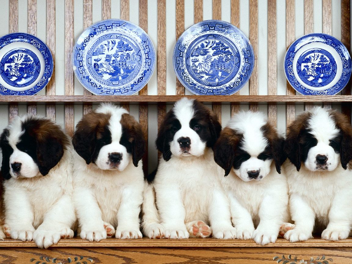 St Bernard Puppies Wallpaper For Your Puter Desktop