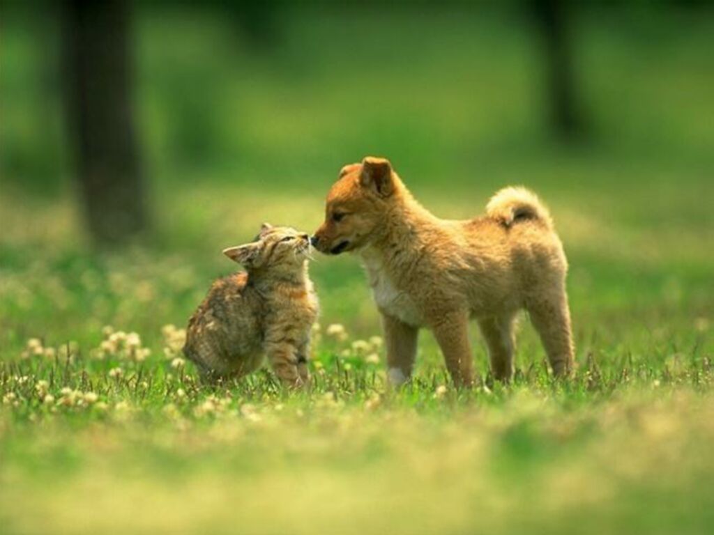 Brown Colour Beautiful Cat And Dog Picture