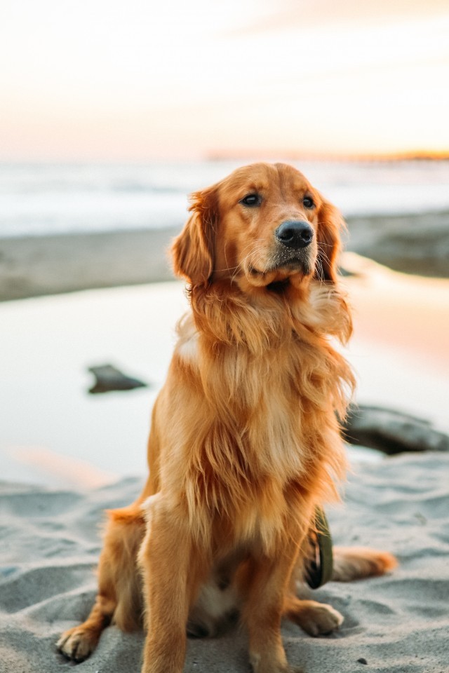 Golden Retriever Sand Sits Cute Dogs