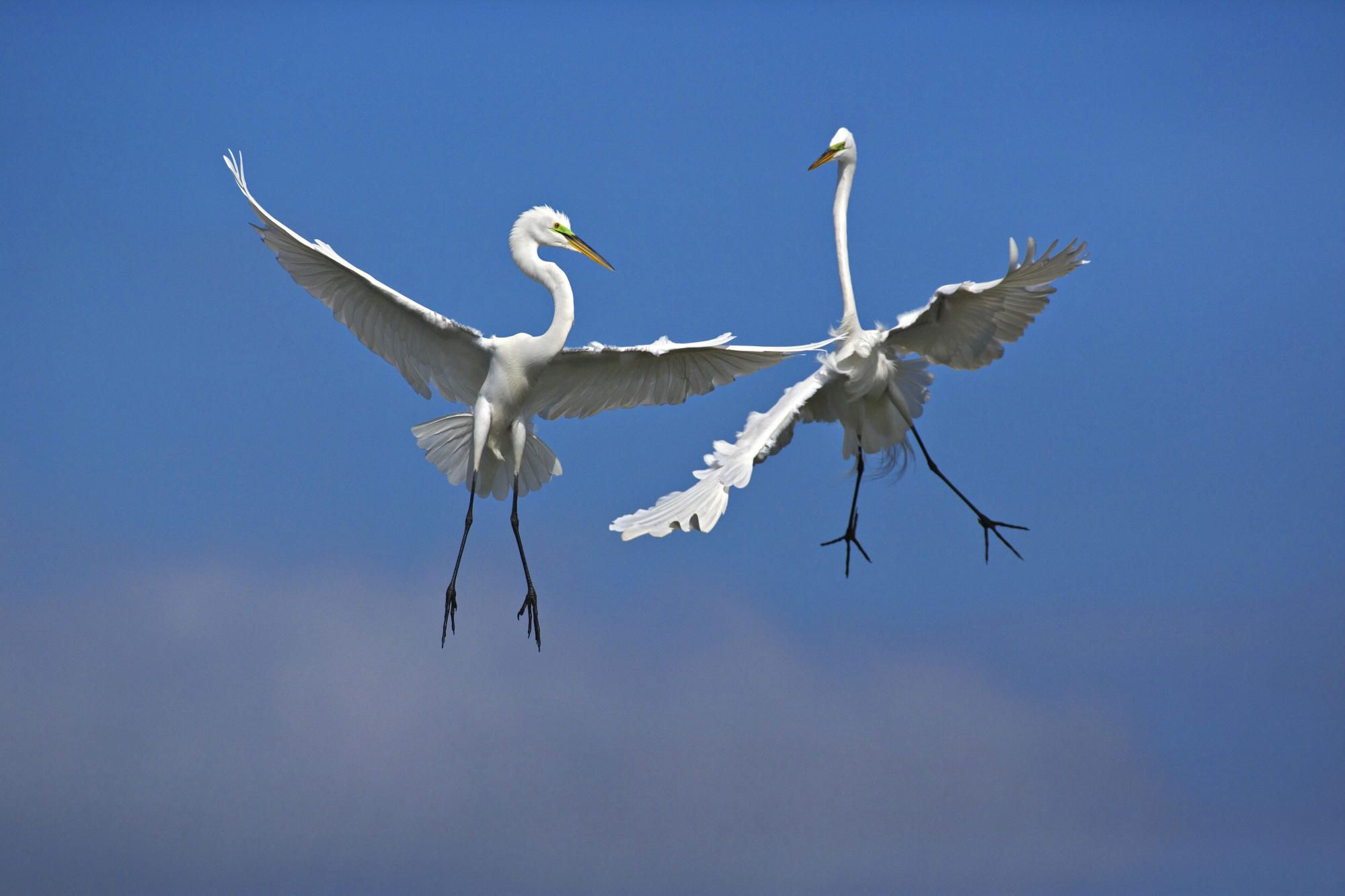 Male Great Egrets Fighting In Flight Venice Florida HD