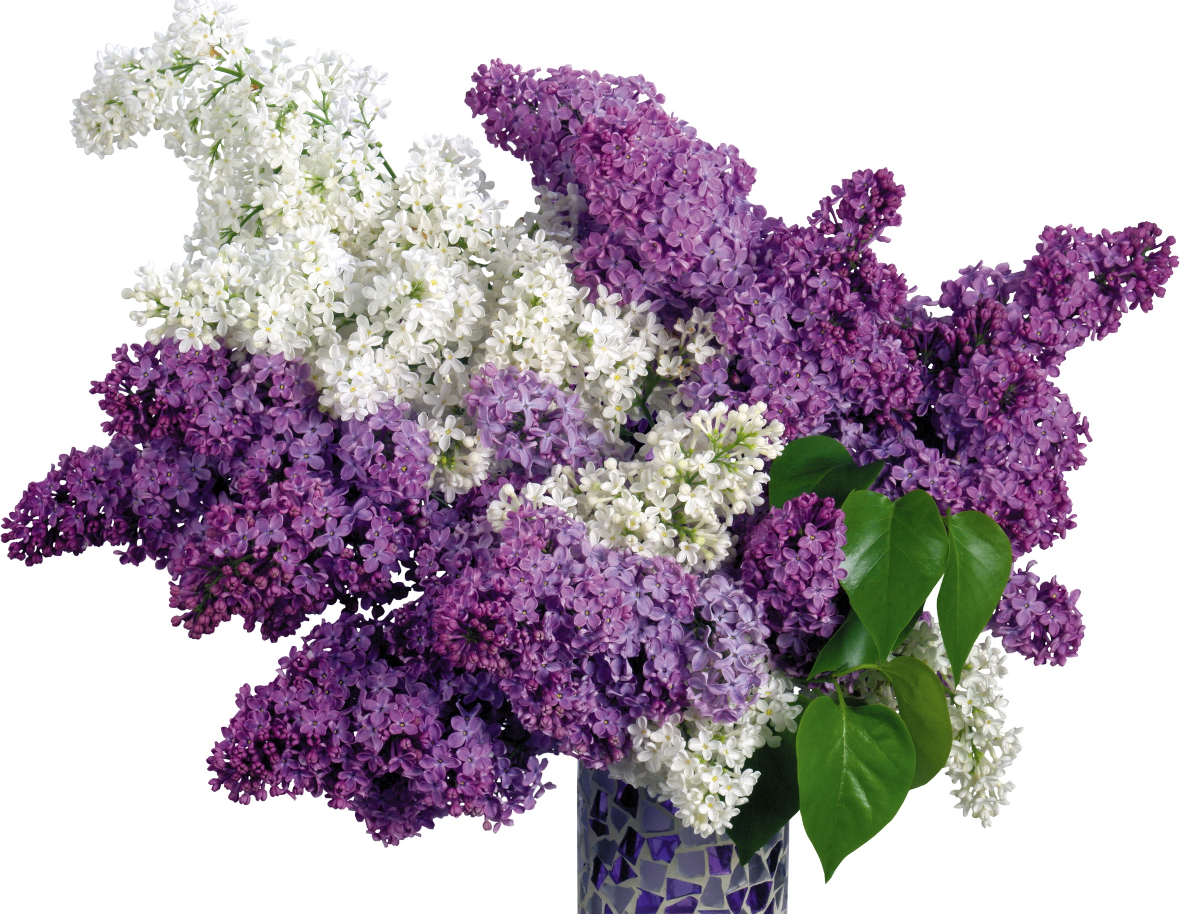 Wallpaper Lilac Purple White Flower Vase Spring HD