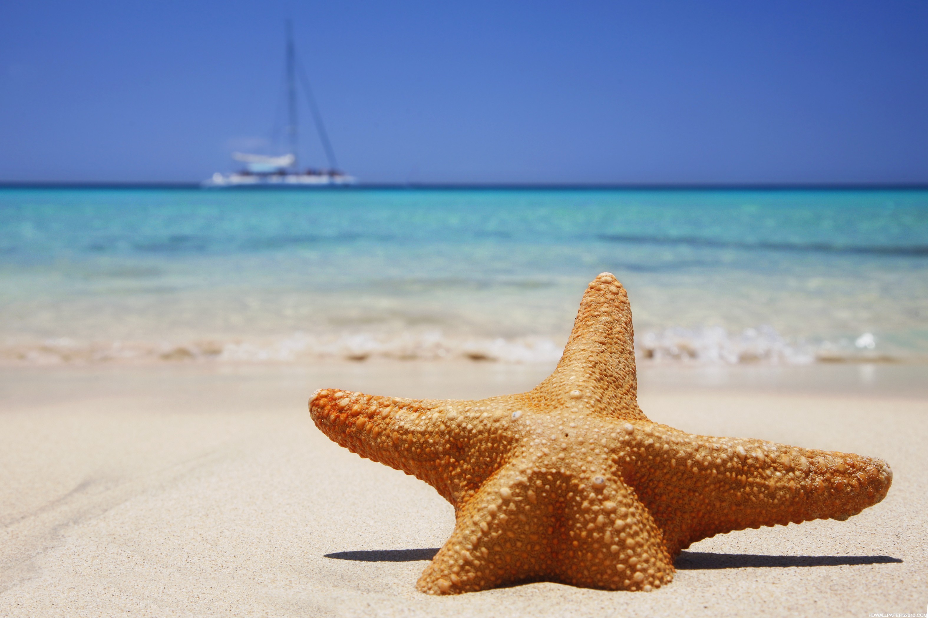 Pics Photos Starfish On Beach Desktop Wallpaper