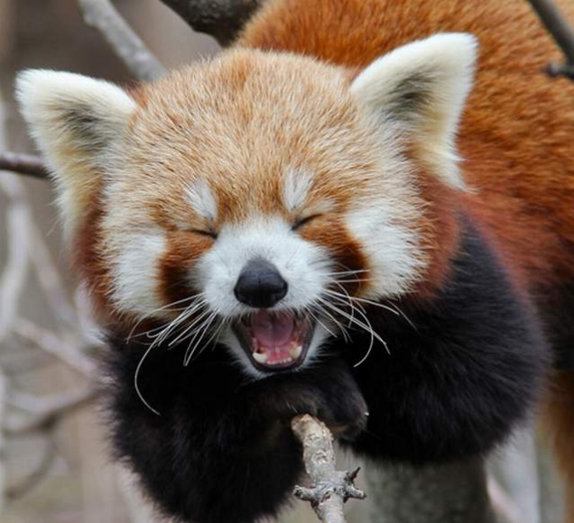 Red Panda Cute Animal Wallpaper HD Wallpapermine