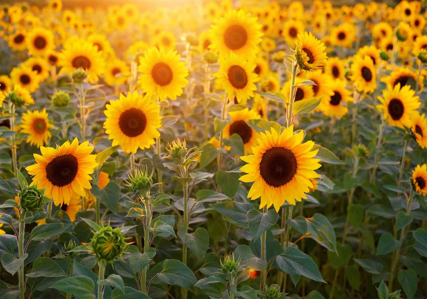 Amazon Flasiy Sunflower Backdrop For Photography