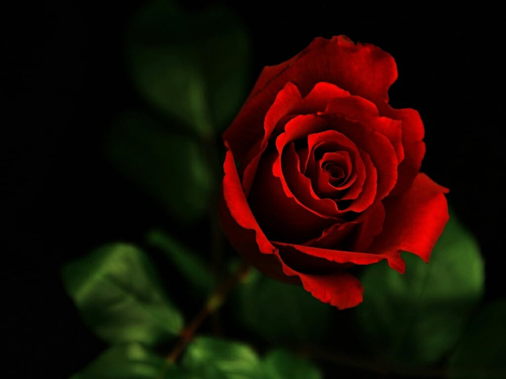 flowers for flower lovers Red rose desktop HD wallpapers 1024x768