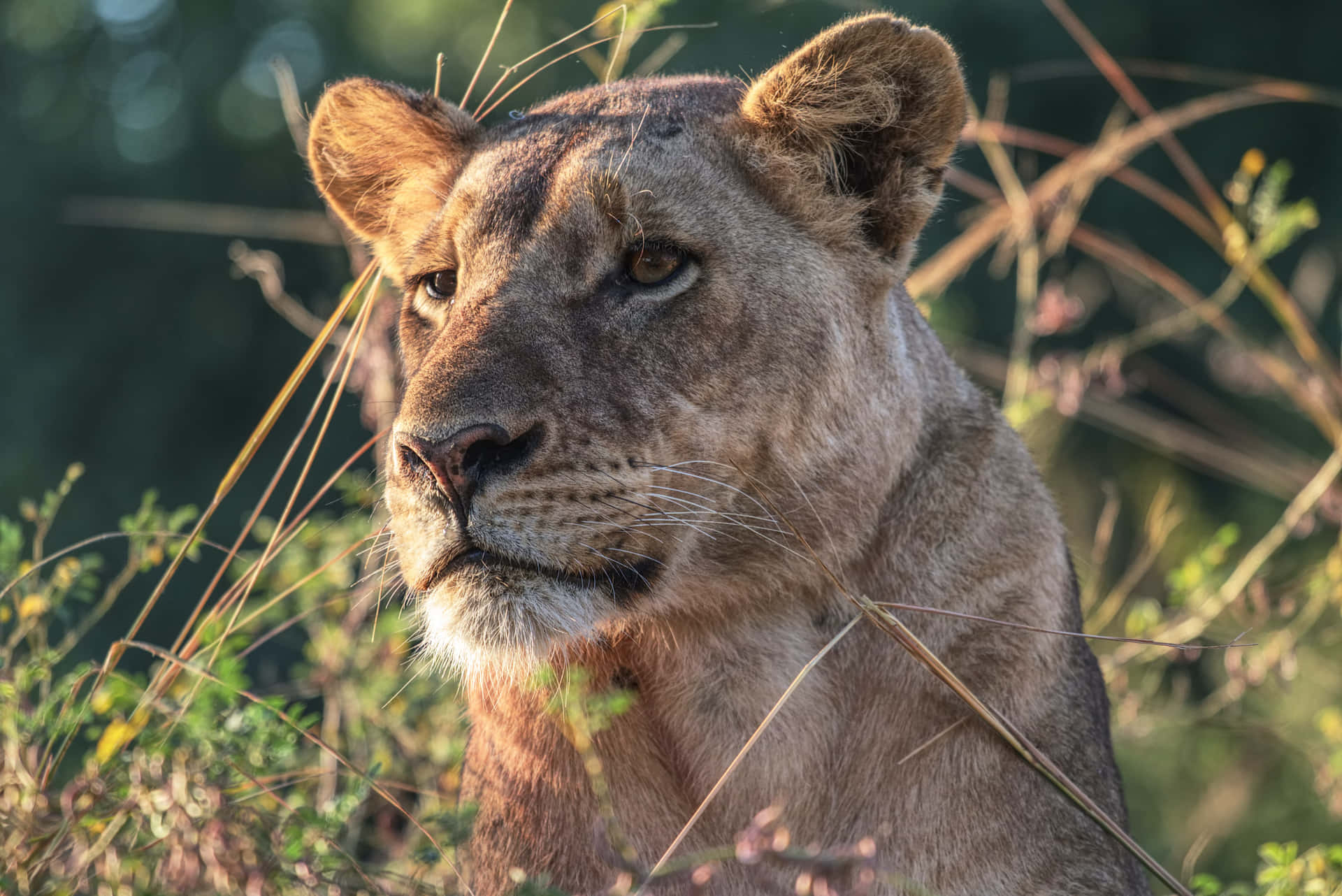Lioness Looking Ahead Jeneiucs61vfuhev Wallpaper