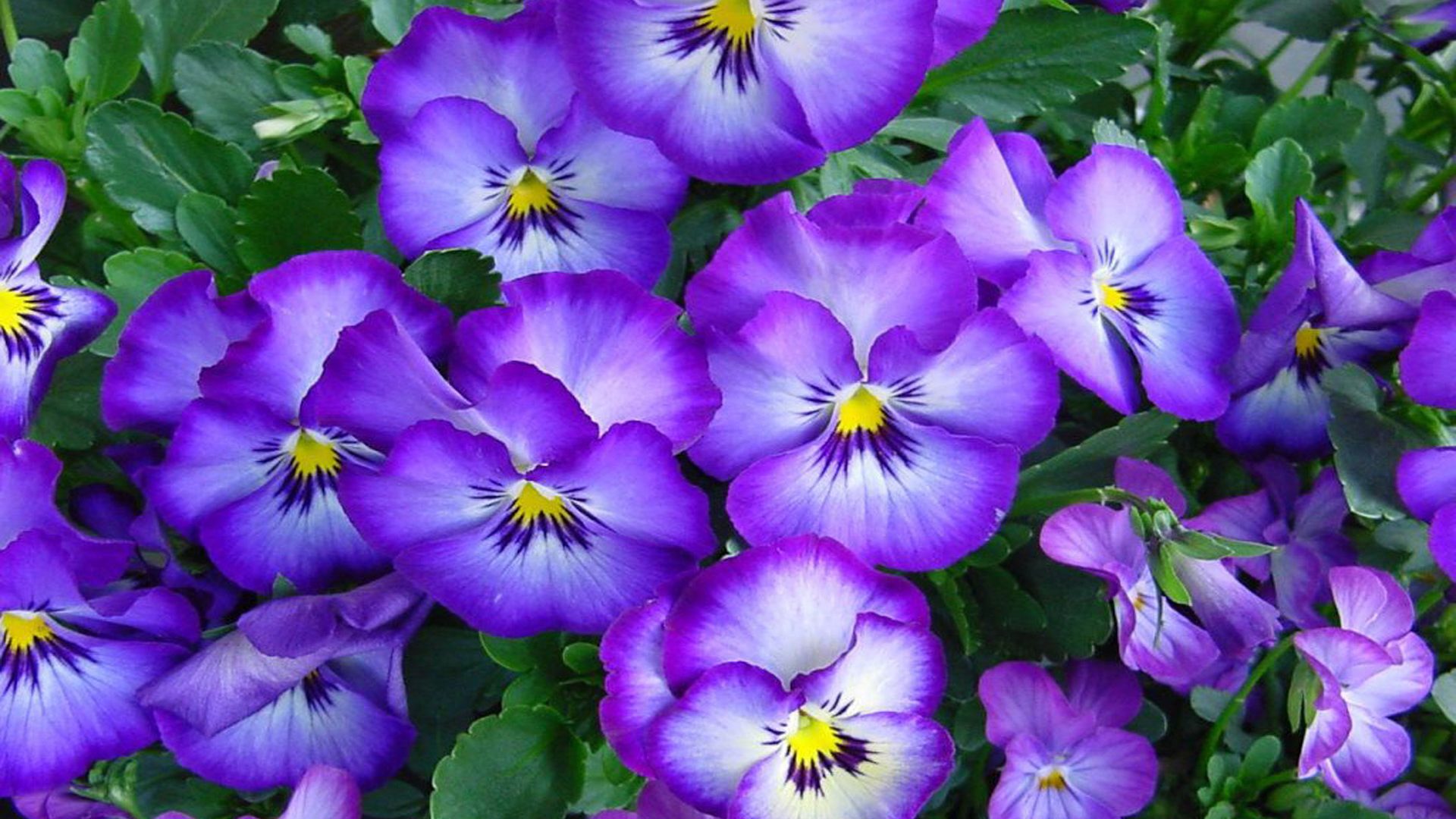 Pansies Vioetovi Flowers Desktop Wallpaper HD