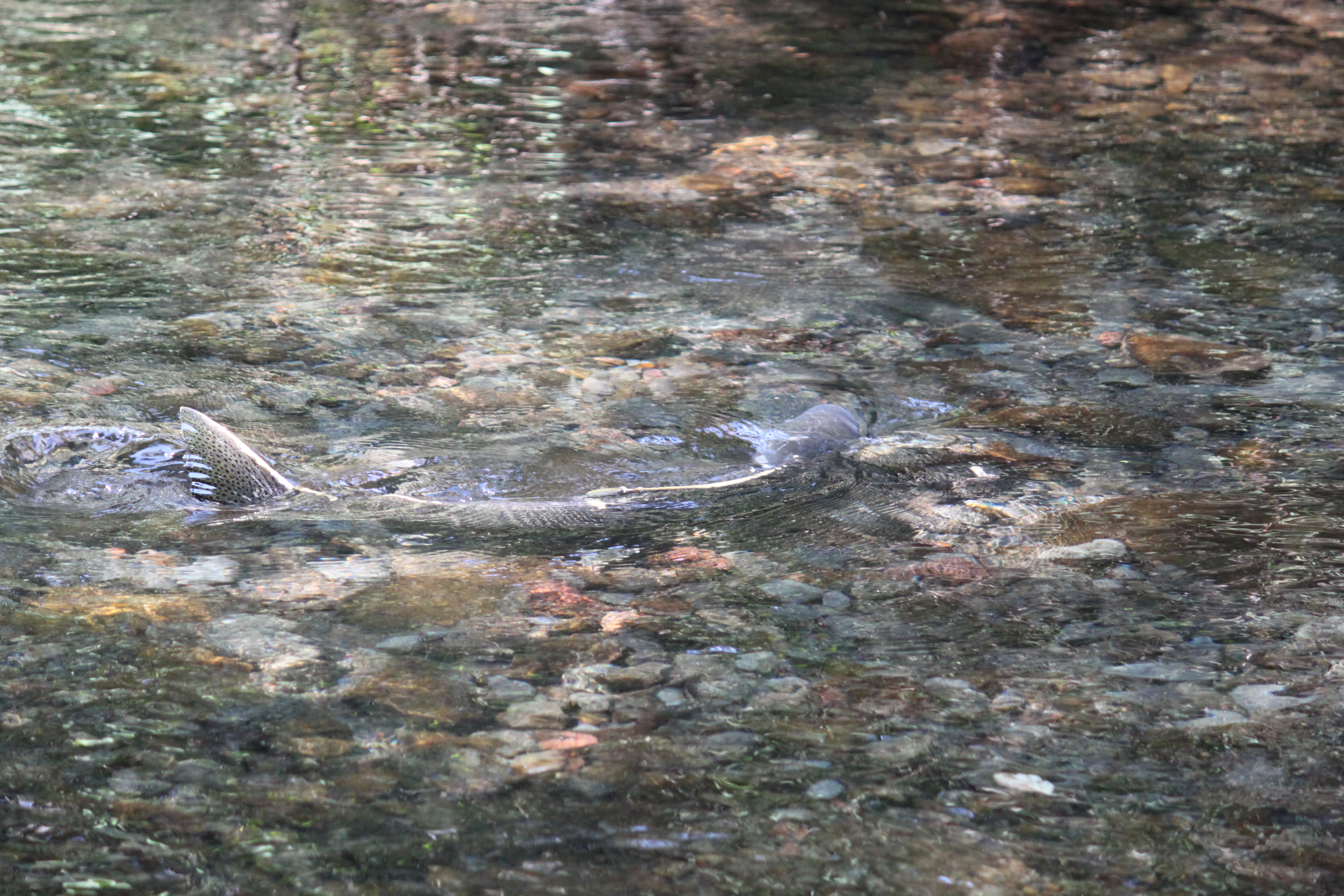 Chinook Salmon After Spawning Image Crazy Gallery